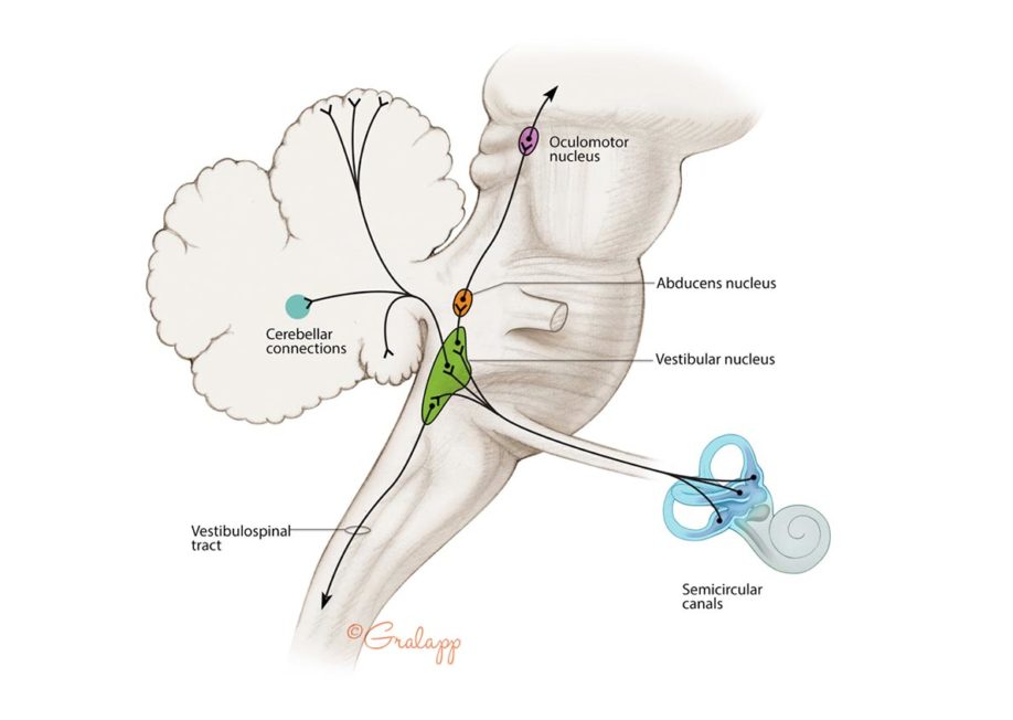 Balance system and the brain.