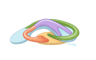 An anterior view allows appreciation of the appropriate contours of the ear construct.