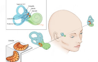 Otolithic organs, the saccule and the utricle, are mutually perpendicular and sense linear accelerations in the horizontal and vertical planes.