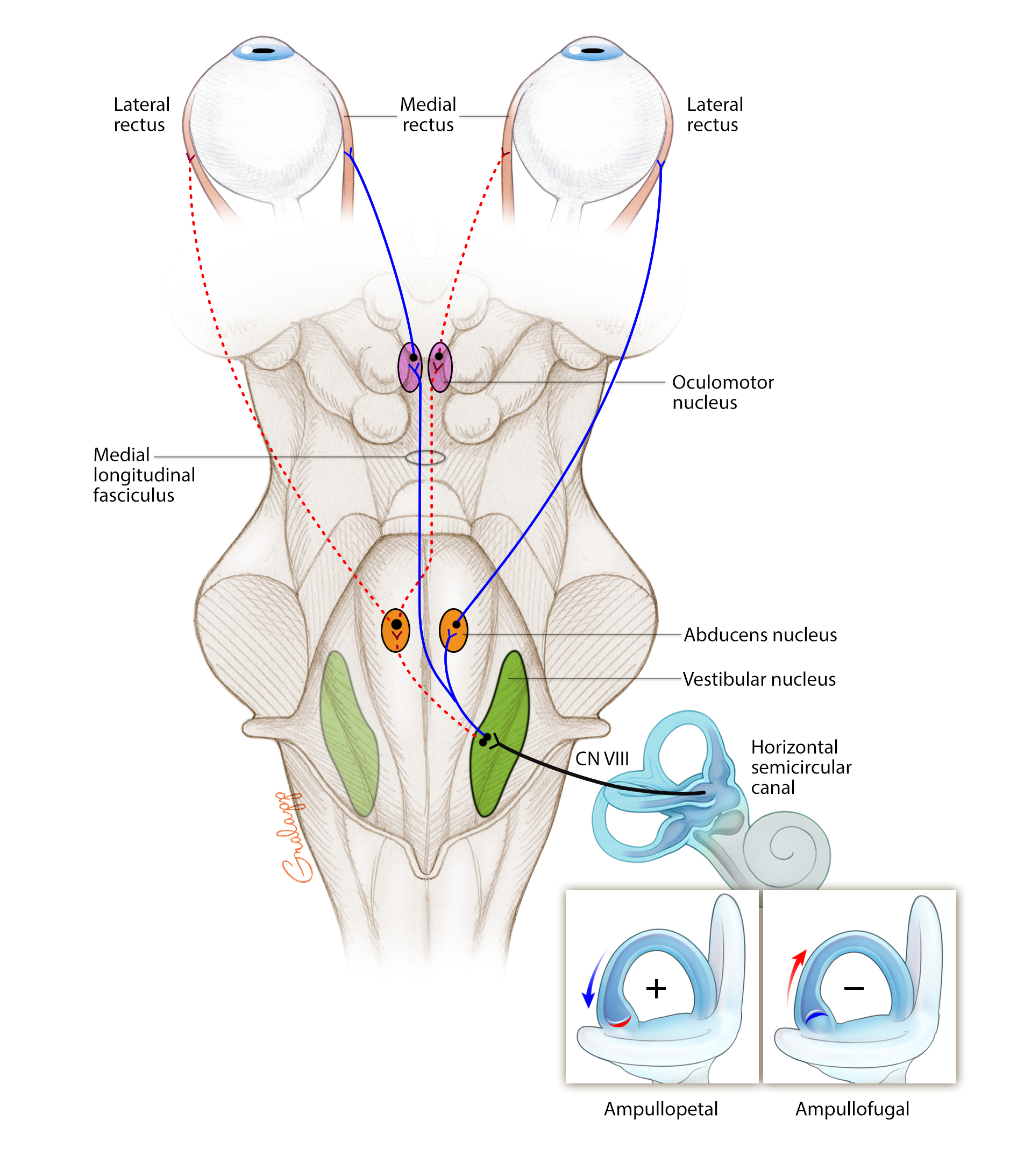 Vestibular Pathway Diagram Vestibular Pathway Diagram