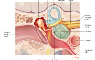 Relationships of the middle ear: coronal aspect.