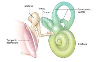 Anatomy of the middle and inner ear.