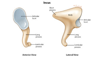 Anatomy of the incus.
