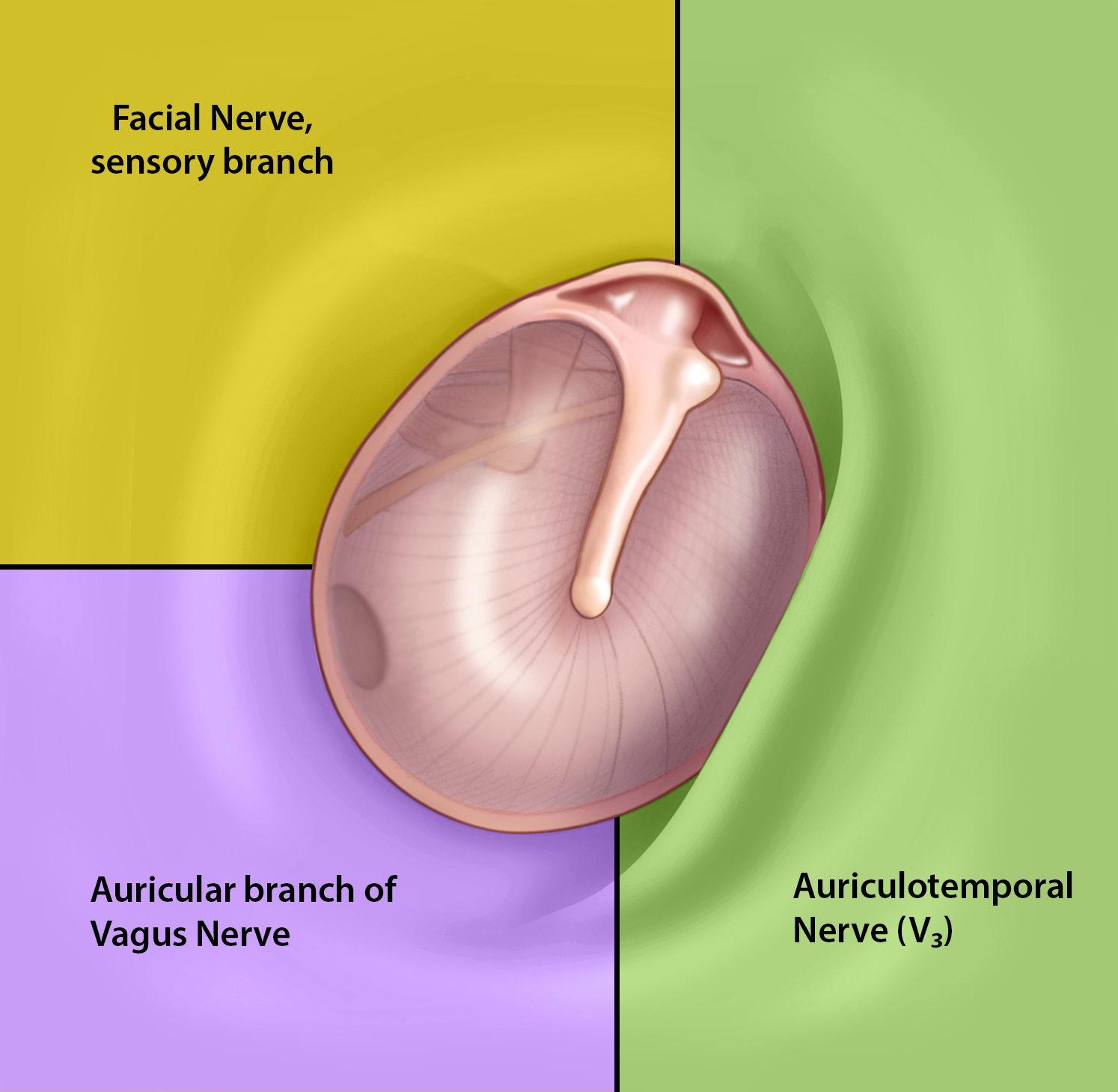 External Ear Anatomy Labeled