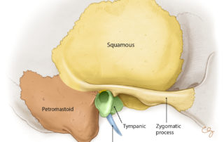 four osseous components of the temporal bone from lateral perspective.
