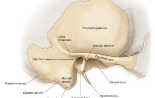 Surface anatomy of the temporal bone.