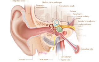 Coronal perspective of the anatomy of the ear which is the illustration used on the cover of this Atlas.