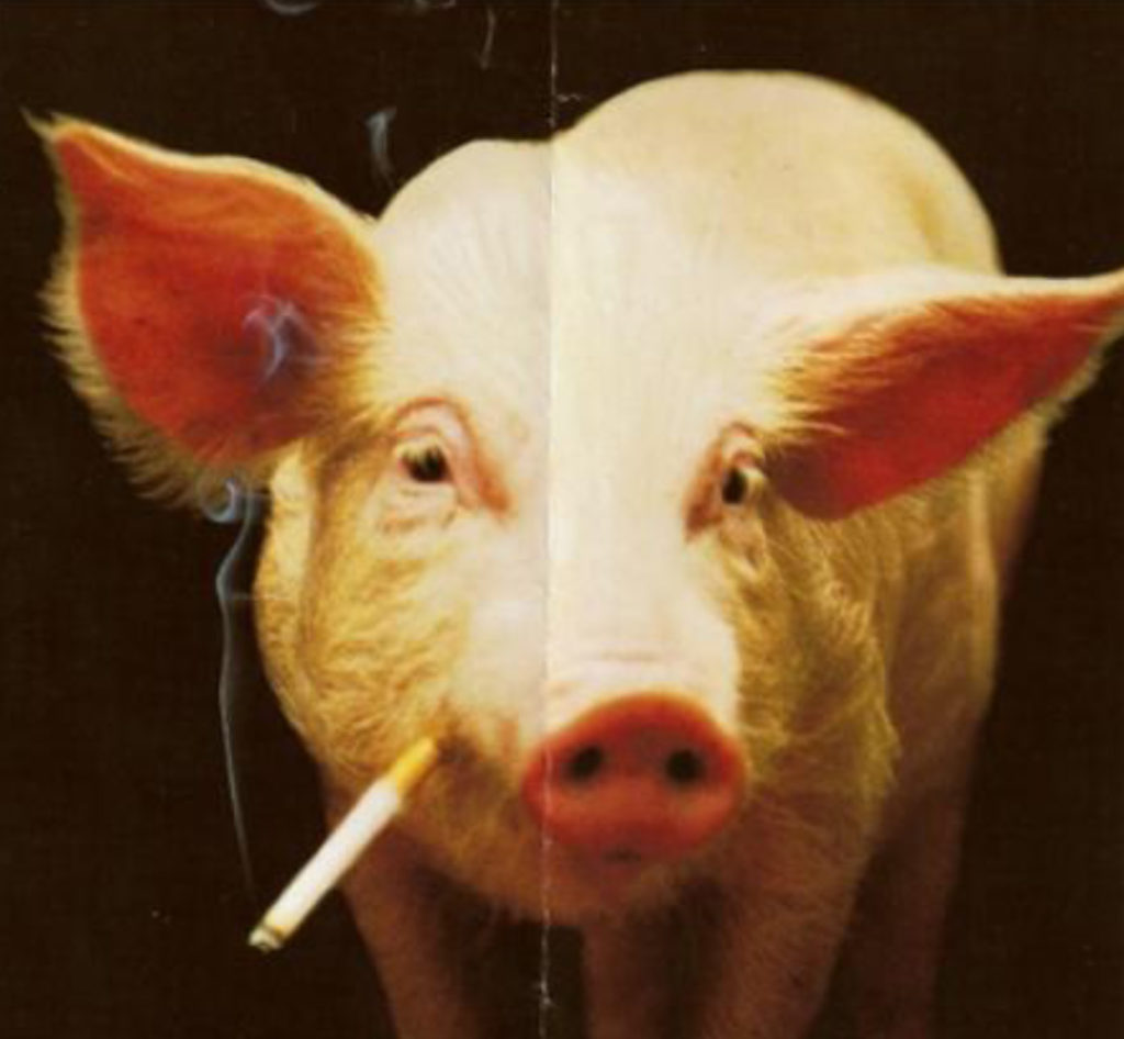 Stupidity – img12521