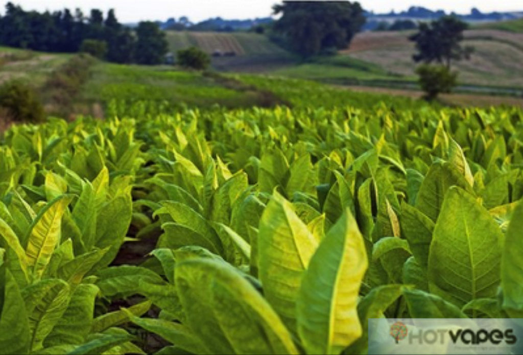 Tobacco – img22239
