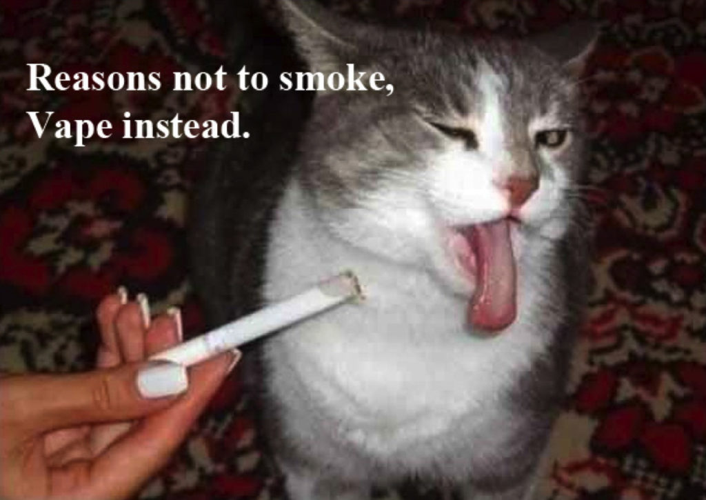 Pets Vaping – img25808