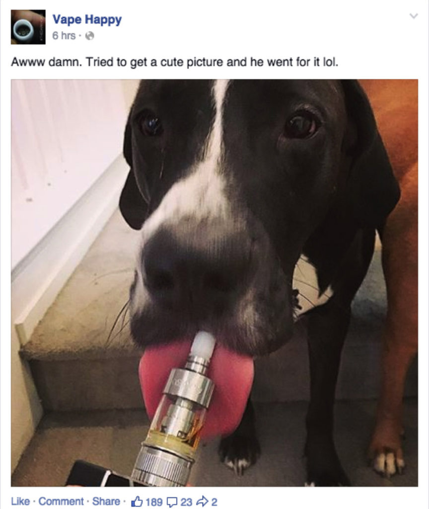 Pets Vaping – img25610