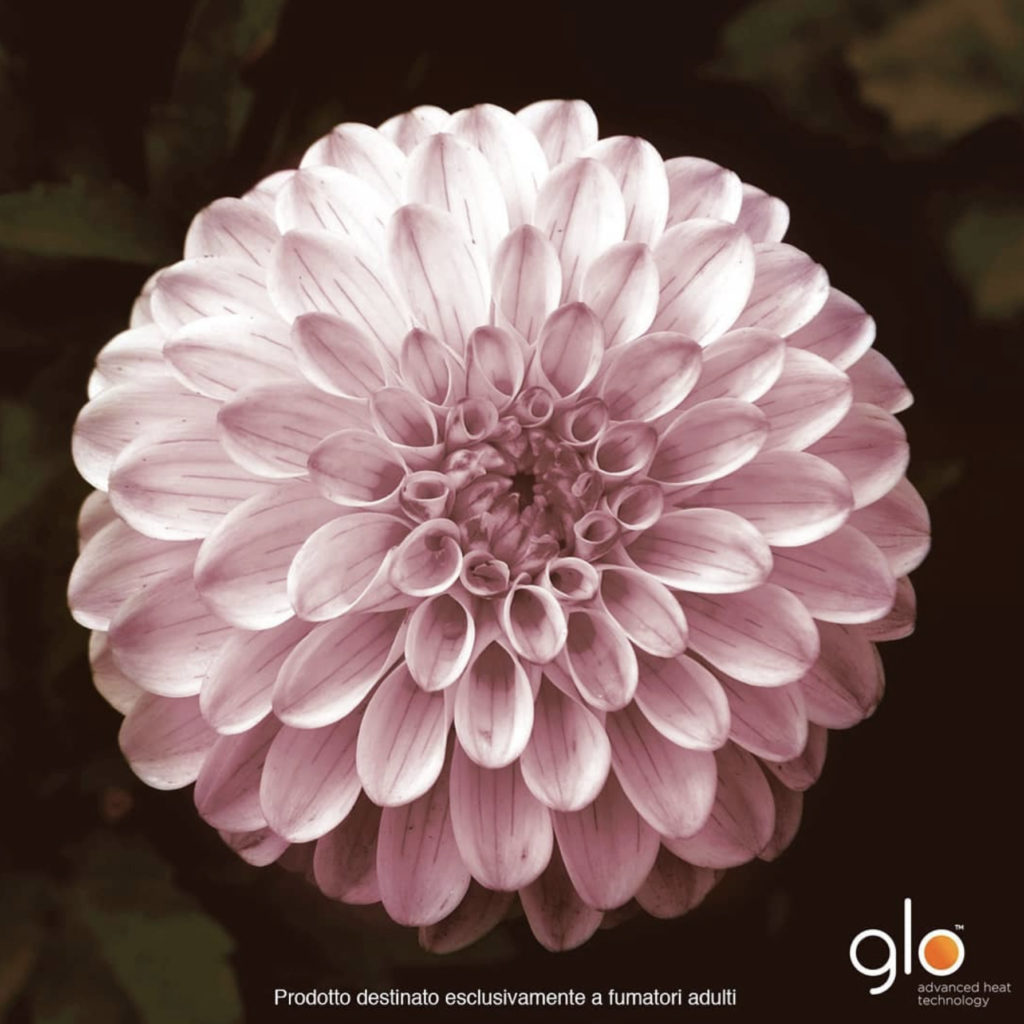 glo Ads – img43135